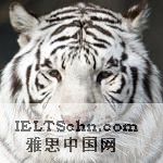 A white tiger rests inside an enclosure at Beijing Zoo in China, 08 Feb 2010
