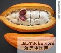 Cacao fruit with the seeds inside