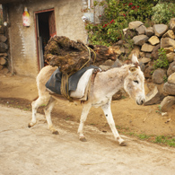 Burro