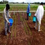 Farmers apply fertilizer to an experimental rice field. Farmers apply fertilizer to an experimental rice field.
