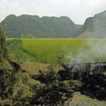 What farmers do with rice straw after harvest -- burn it or return it to the field -- affects how much fertilizer to use. What farmers do with rice straw after harvest -- burn it or return it to the field -- affects how much fertilizer to use.